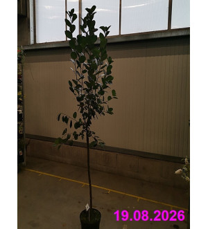 Aronia prun. 'Aron' C 10 L